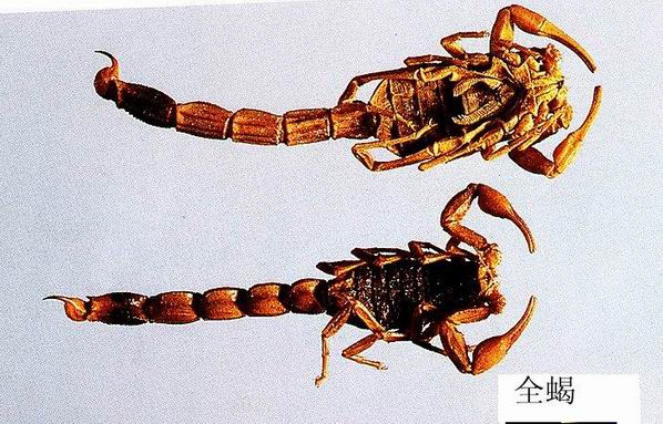 全蝎（盐水）